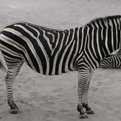 Zebra in Fathala