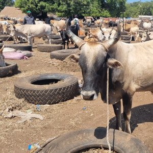 Abuko nature reserve and cattle market