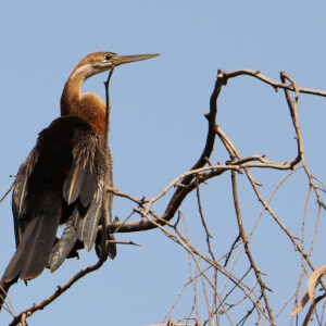 Tendaba Camp Eco-Tour