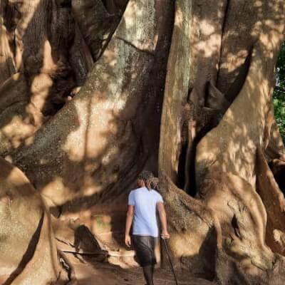 Abéné Big Tree