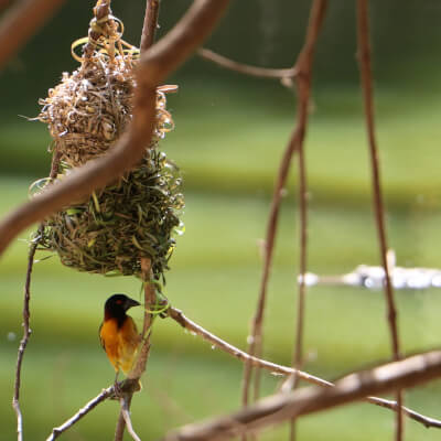 Birdwatching