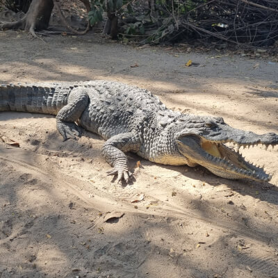 Crocodile at Kachikally Crocodile pool