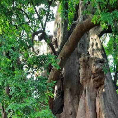 Abéné Big Tree