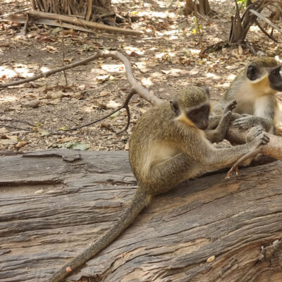 Bijilo Monkey Park